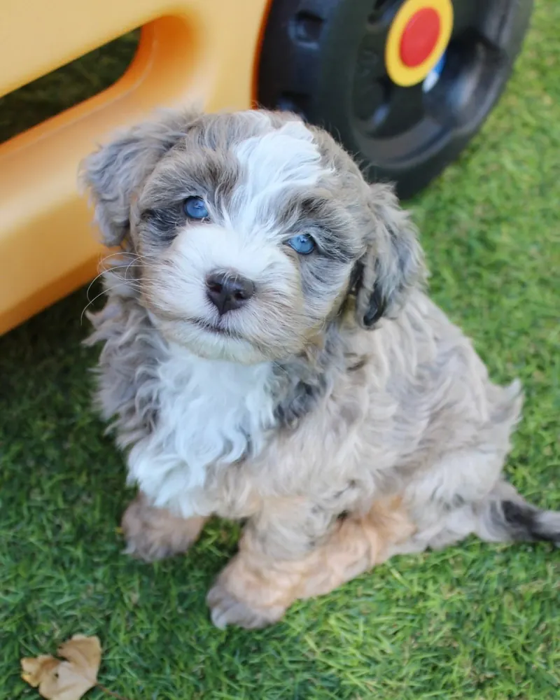 Berry, a blue merle tri-color micro Bernedoodle girl puppy, sitting by the slide in the play yard