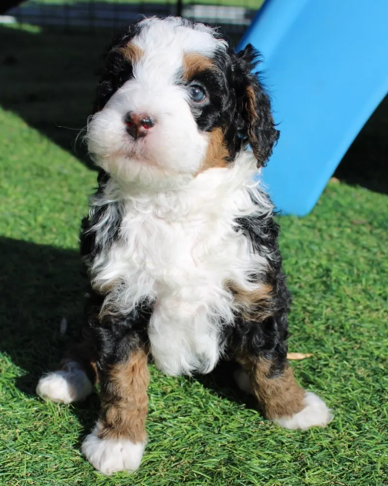 Lucy, a black tri-color pocket Bernedoodle girl puppy, sitting up in front of a slide