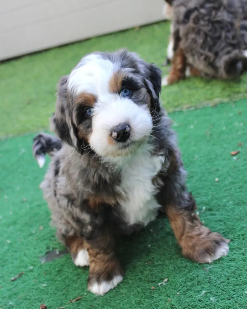 Owl, a blue merle tri-color mini Bernedoodle boy puppy, sitting on the grass and looking up