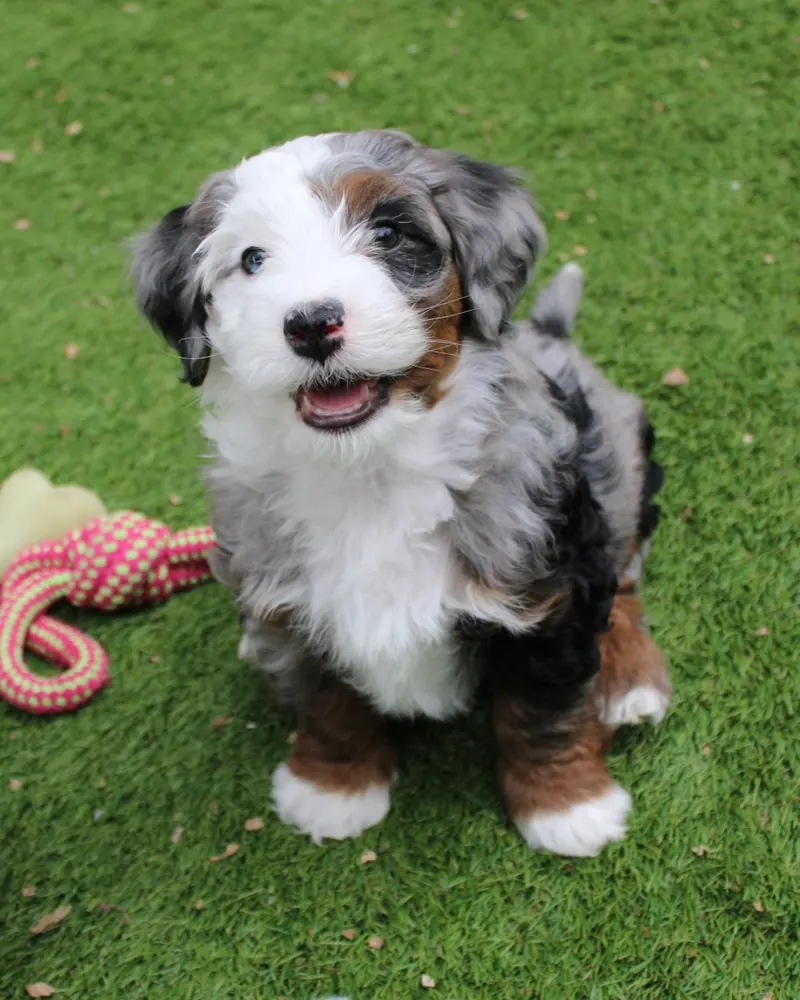 Rome, a blue merle tri-color micro Bernedoodle boy puppy, sitting on the grass beside a rope toy
