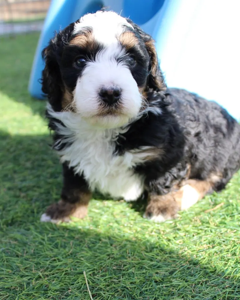 Thomas, a black tri-color micro Bernedoodle boy puppy, lying in front of a blue slide