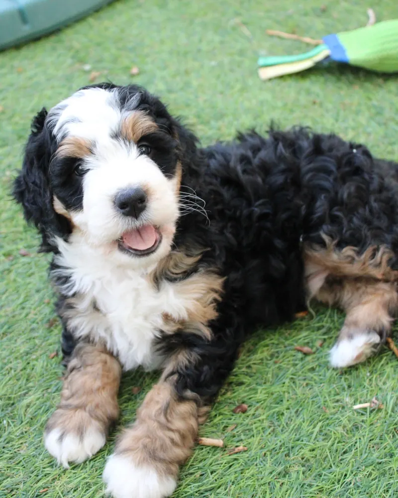 Tigger, a black tri-color mini Bernedoodle boy puppy, lying on the grass with his tongue out