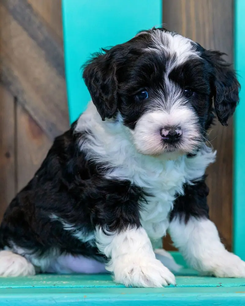 A black and white Bernedoodle puppy sitting on a turquoise chair