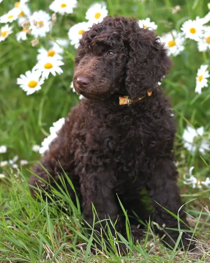 A chocolate brown curly-coated puppy sitting among daisies