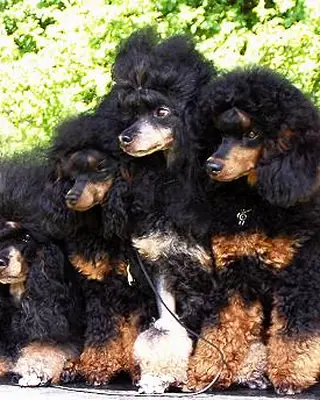 Black and tan phantom poodles sitting together, showing tan points on a black coat
