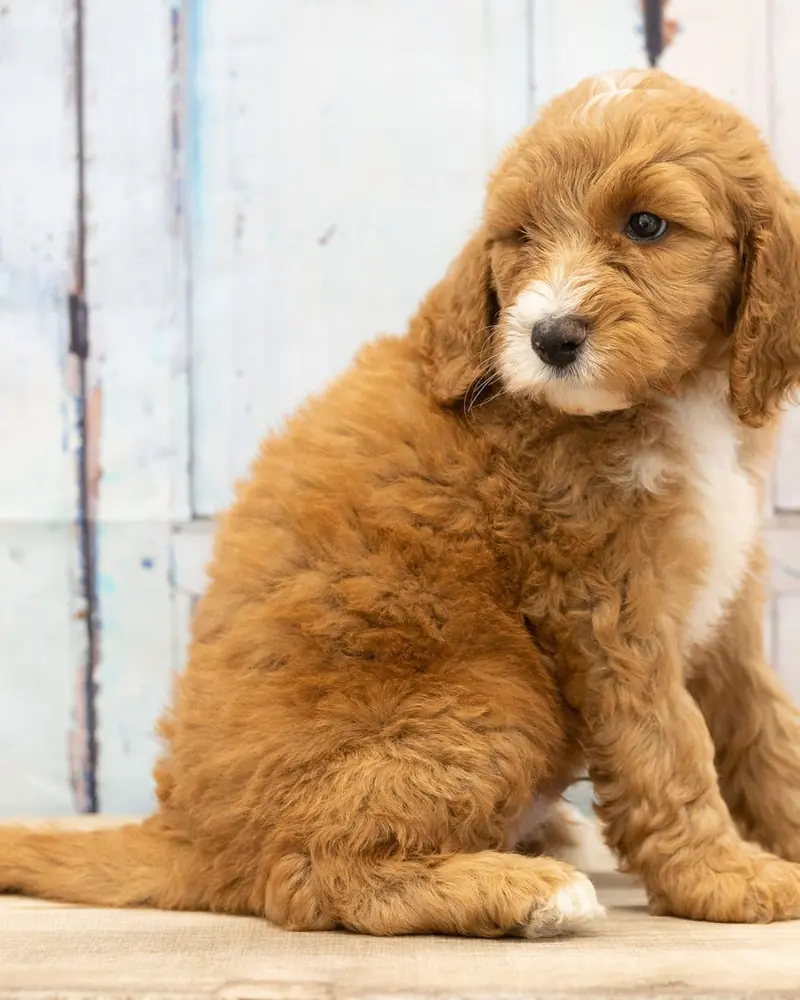 A red Bernedoodle puppy with a white chest, sitting and looking over its shoulder