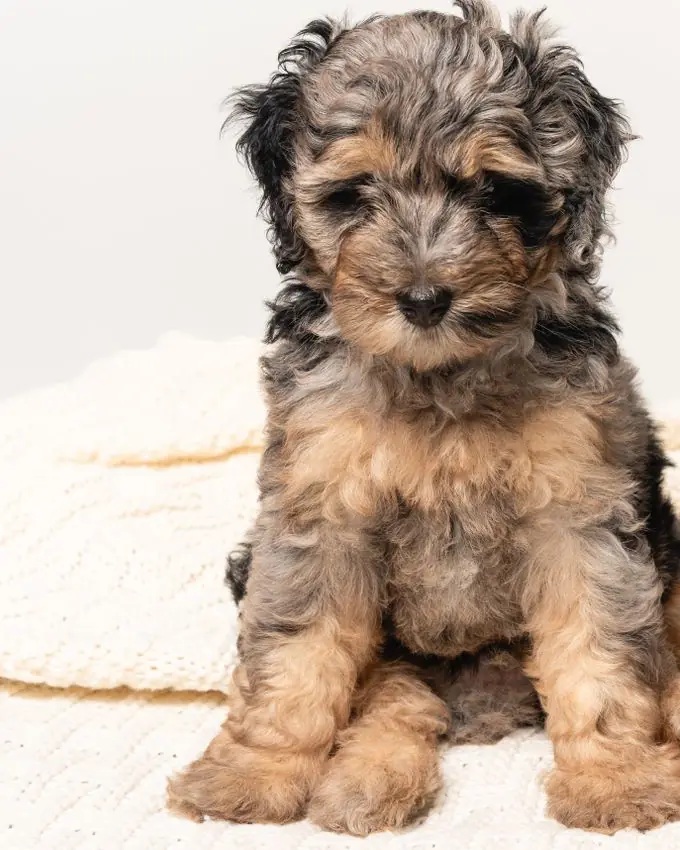 A sable Bernedoodle puppy with dark-tipped fur sitting on a blanket