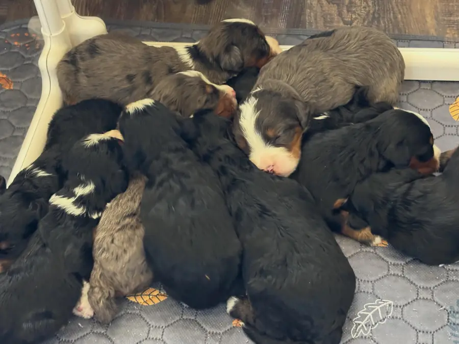 A newborn litter of black and tri-color Bernedoodle puppies asleep together