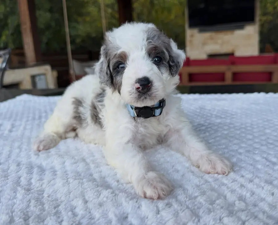 A blue merle Bernedoodle puppy lying on a white blanket