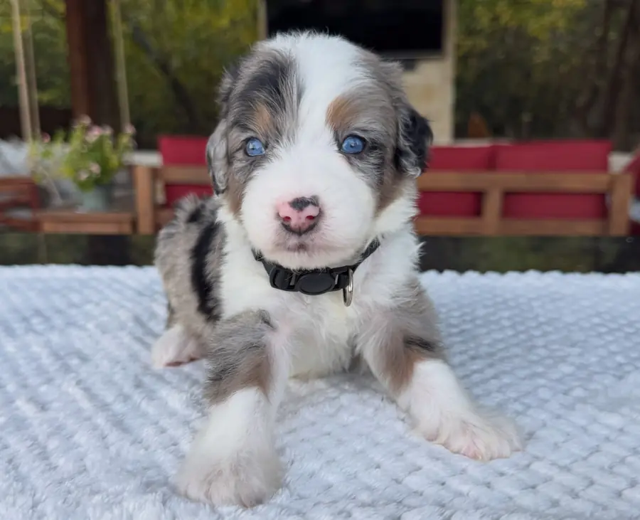 A blue merle Bernedoodle puppy with blue eyes sitting on a white blanket